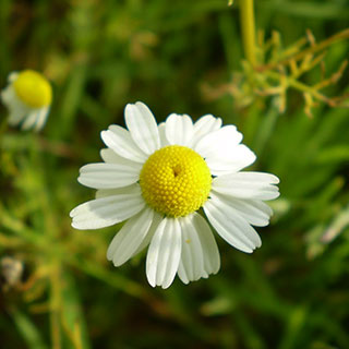 Camomile